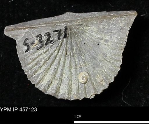 Stropheodonta sp.