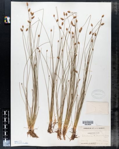 Eleocharis tuberculosa