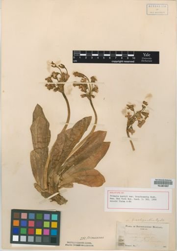 Primula parryi