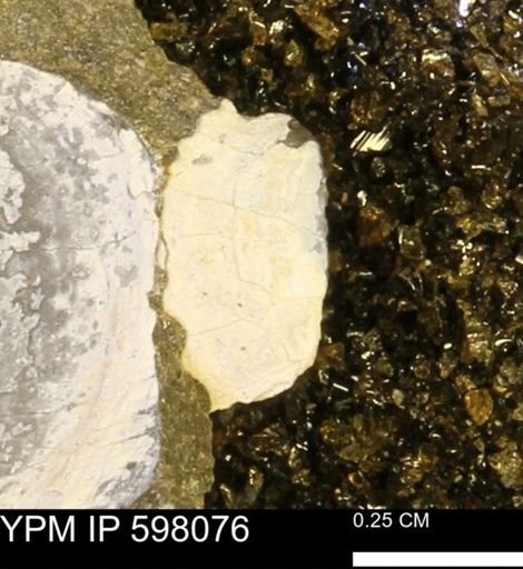 Limopsis striatopunctatus