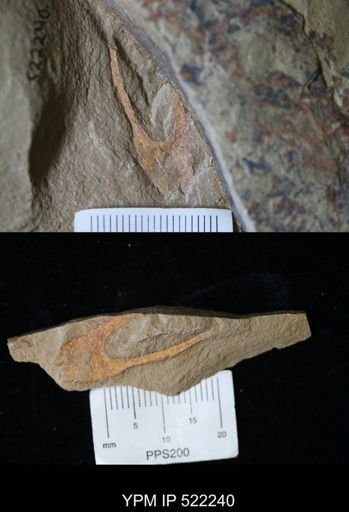 undet. Arthropoda