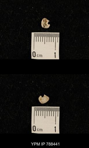 taxon undetermined