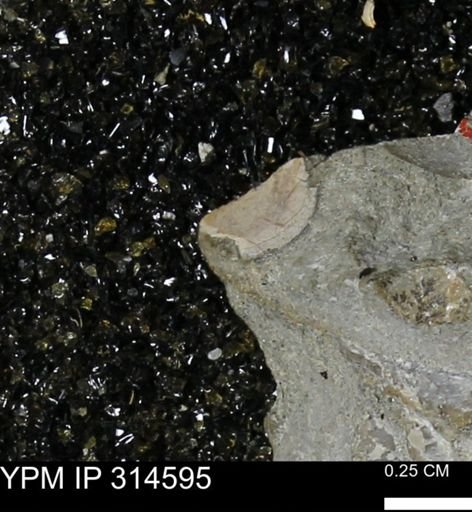 undet. Mollusca