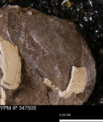 Parallelodon (Cosmetodon) sp.