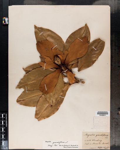 Magnolia grandiflora