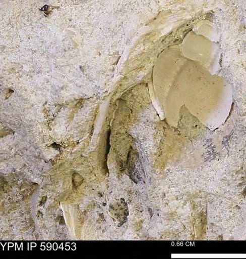 undet. Gastropoda