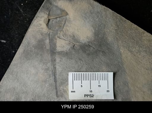 undet. Eurypterida