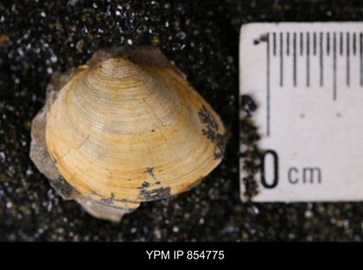Limopsis striatopunctatus