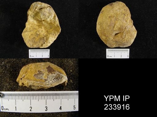 Linoproductus sp.