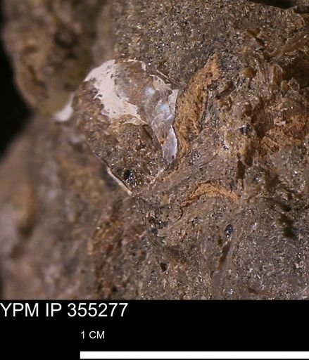 undet. Mollusca