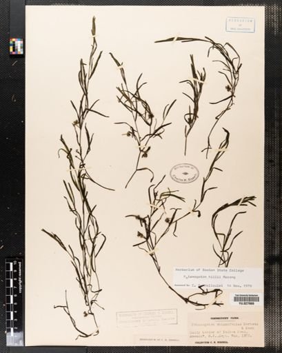 Potamogeton hillii