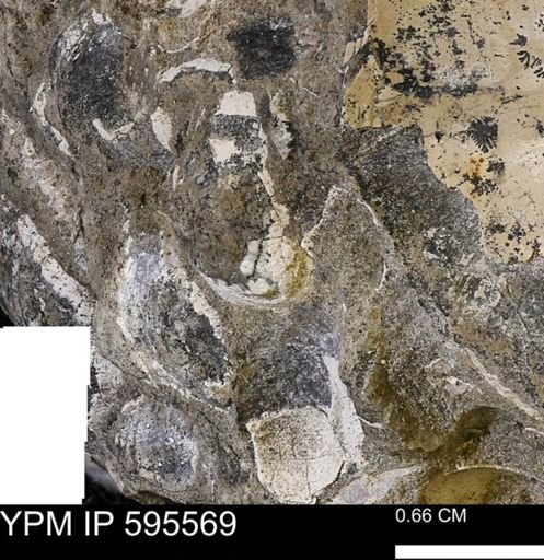 Protocardia sp.