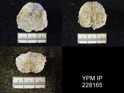 Dictyoclostus portlockianus var. crassicostatus