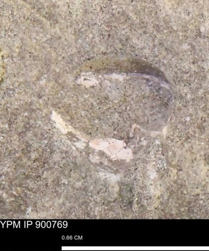 Protocardia subquadrata