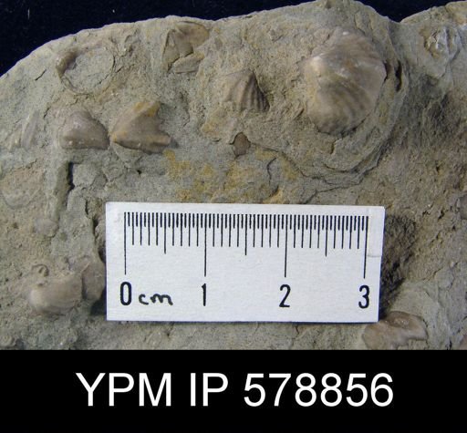 Spirifer breckenridgensis