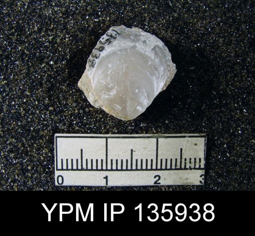 Spirigerella grandis