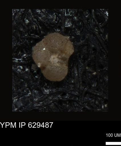 undet. Foraminiferida
