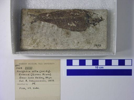 Knightia alta