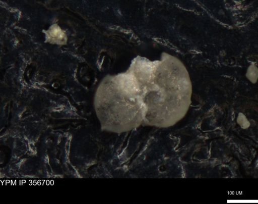 undet. Foraminiferida