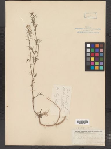 Rorippa palustris