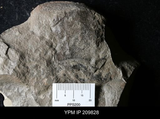 Pterygotus waylandsmithi