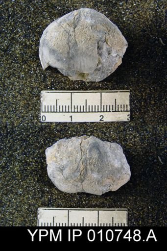 Productus schucherti