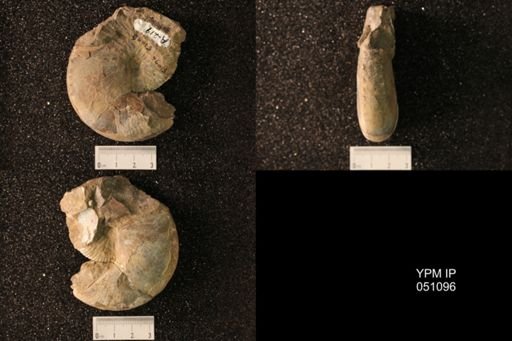 Hoploscaphites nicolletii