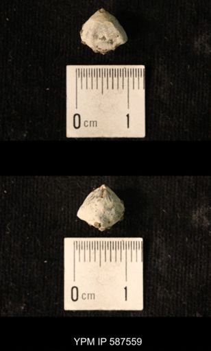 Camarotoechia whitei