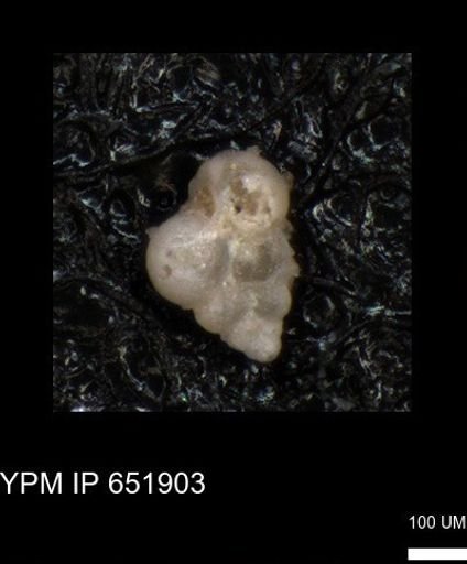 undet. Heterohelicidae