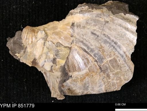 Inoceramus sp.