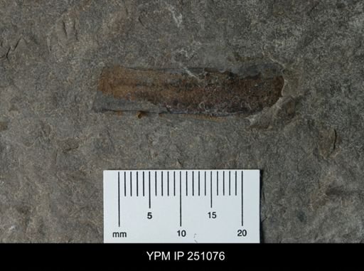 undet. Eurypterida
