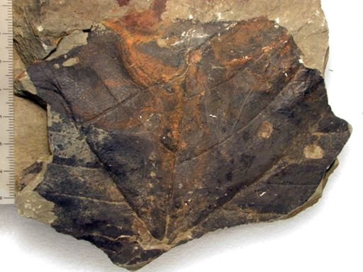 Angiospermopsida