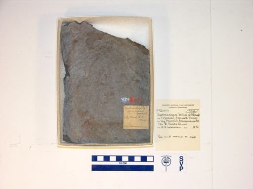 Batrachopus gracilis