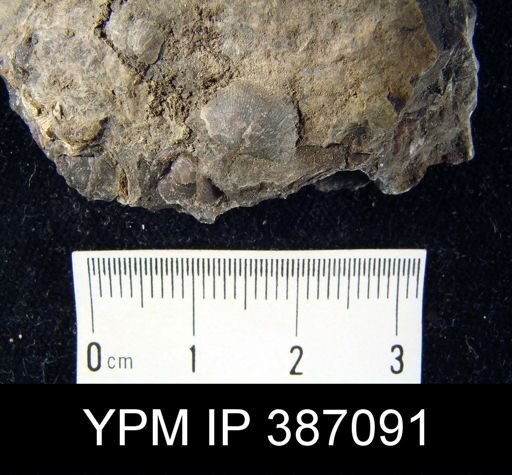 Chonetes lineatus