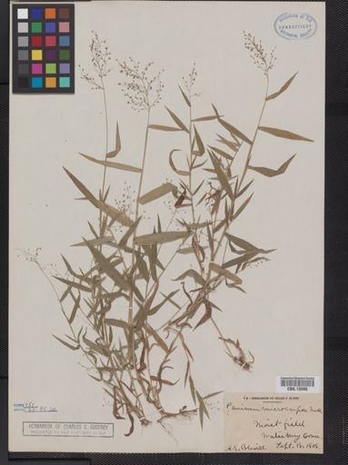 Panicum microcarpon