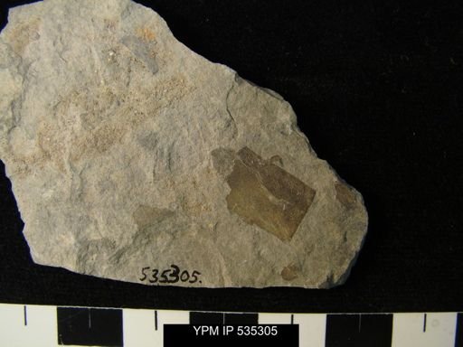 undet. Eurypterida