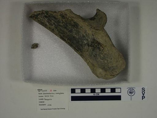 Homalodontotherium cunninghami
