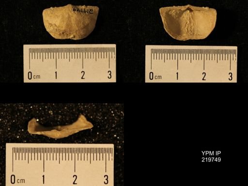 Chonetes granulifer