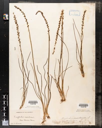 Triglochin maritima