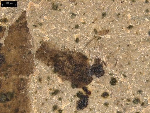 taxon undetermined