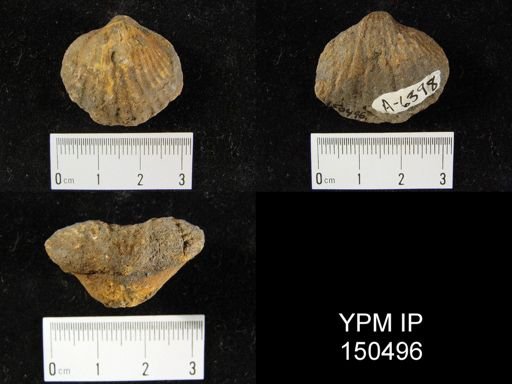 Orthorhynchula sp.