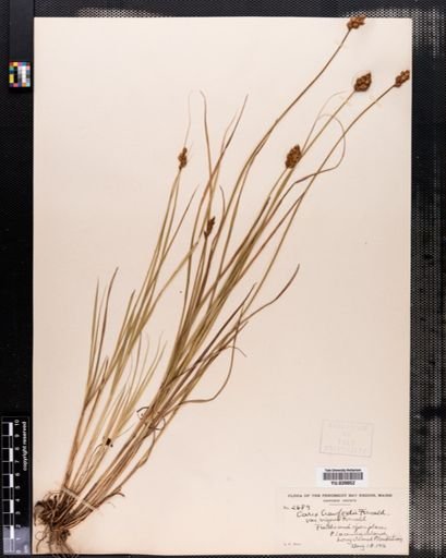 Carex crawfordii