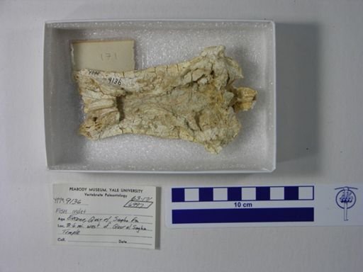 undet. Gnathostomata
