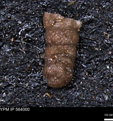 Ammobaculites euides