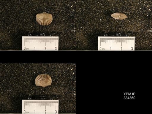 Plectorthis plicatella