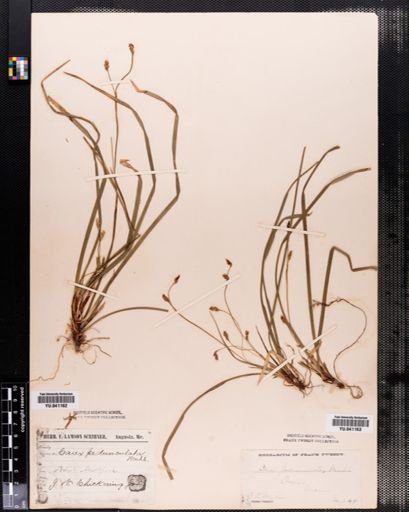 Carex pedunculata