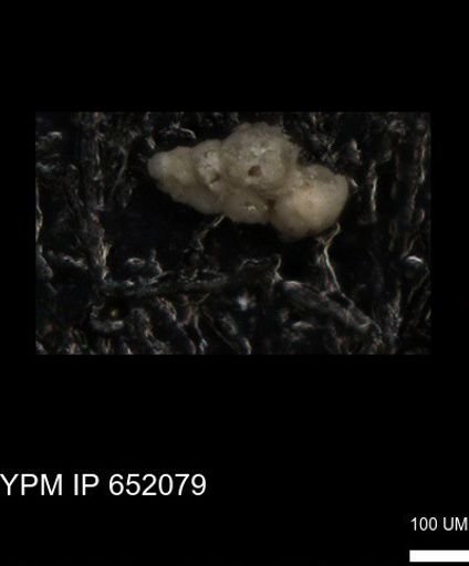 undet. Heterohelicidae