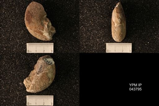 Hoploscaphites nicolletii