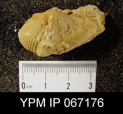 Spirifer whitneyi