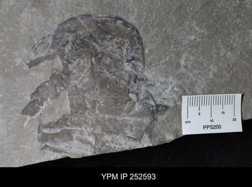 undet. Eurypterida